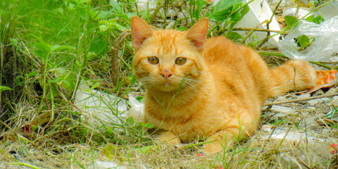 cat in the grass, Cat in the garden.