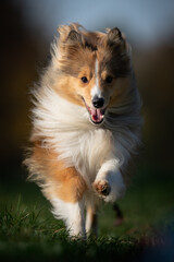 A vibrant Shetland Sheepdog bounds joyfully towards the camera, showcasing its lively spirit and stunning mane in a moment of pure happiness. Frontal view.
