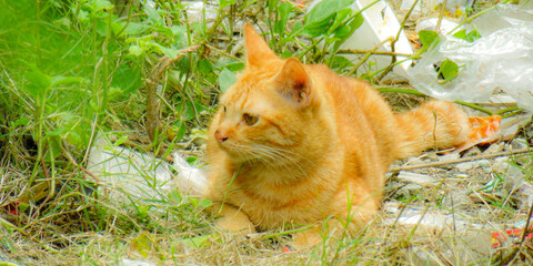 cat in the grass, Cat in the garden.