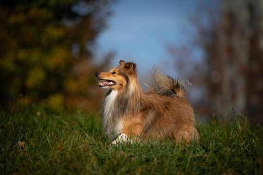 A joyful Shetland Sheepdog stands proudly in a sunlit field, capturing the essence of happiness and vitality against a crisp blue sky.