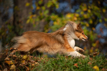 A dynamic Shetland Sheepdog joyfully leaps through the air, capturing the essence of playfulness and energy against a backdrop of autumn colors.