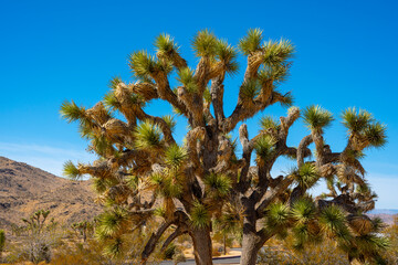 Joshua Tree in Joshua Tree National Park
