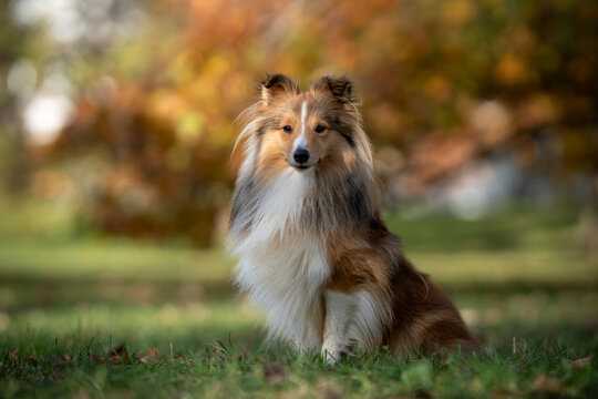  Shetland Sheepdog sits gracefully in a vibrant autumn setting, perfectly framed by colorful foliage, showcasing its beauty and elegance.