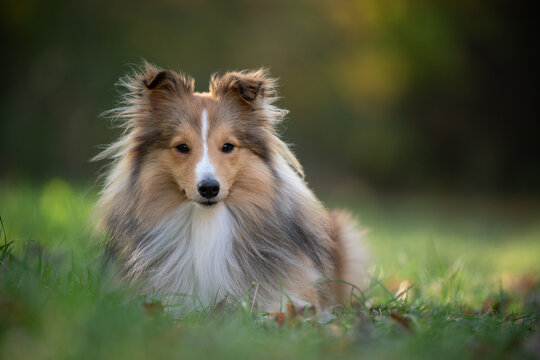 A majestic Shetland Sheepdog lies contentedly on a grassy field, capturing the essence of tranquility and grace in the natural light.