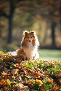 A serene Shetland Sheepdog sits gracefully atop a pile of colorful autumn leaves, radiating calmness and beauty in a sunlit park setting.