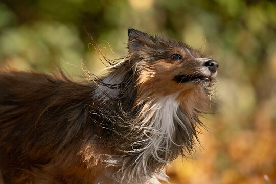 A close-up of a Shetland Sheepdog captures the moment as it shakes off water, with its fur flying in the air, showcasing its playful spirit.