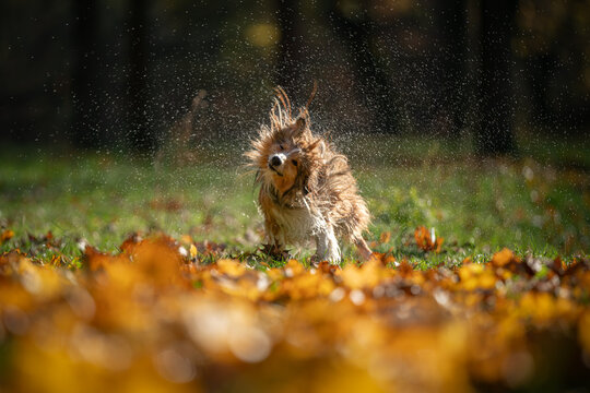 A spirited Shetland Sheepdog joyfully shakes off water droplets while running through a sea of colorful autumn leaves, embracing the playful moment.