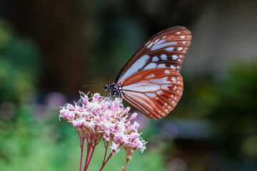 Chestnut tiger butterfly sucking nectar from a eupatorium fortunei blooming in an autumn garden.