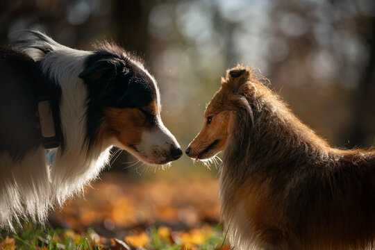 A couple of dogs standing next to each other in the grass.
