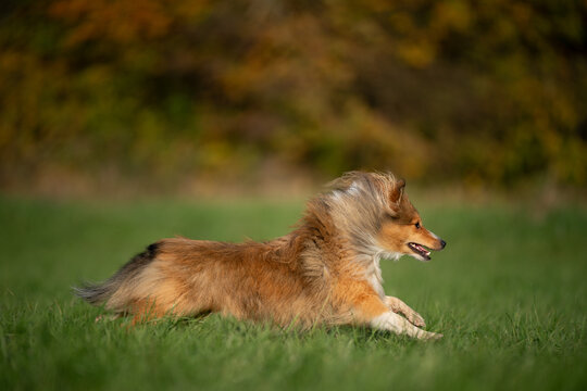 A spirited Shetland Sheepdog leaps gracefully across the vibrant green grass, running and embodying pure joy and playfulness in nature.