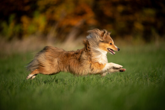 A spirited Shetland Sheepdog leaps gracefully across the vibrant green grass, embodying pure joy and playfulness in nature.