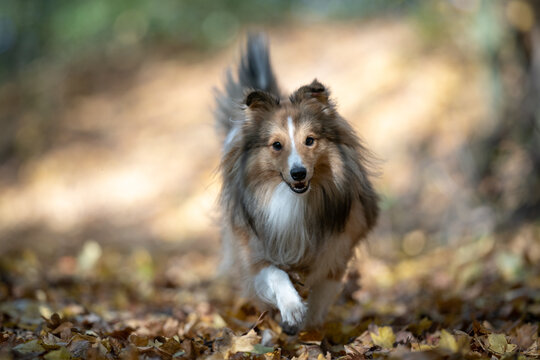 A cheerful Shetland Sheepdog dashes through a carpet of autumn leaves, showcasing vibrant colors and lively spirit in a forest setting.