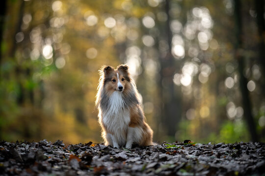 Shetland Sheepdog sitting on fallen leaves in a peaceful autumn forest, surrounded by soft golden light and blurred trees.