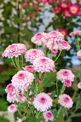 A neat pink chrysanthemum flower with a hemispherical shape.