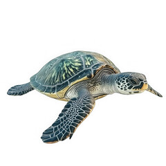 Fototapeta premium Green Sea Turtle Isolated on White Background