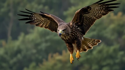 Obraz premium Majestic eagle in flight, talons extended, over forest.