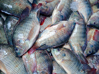 Obraz premium Nile Tilapia, Oreochromis niloticus, Oreochromis mossambicus fish close up. View from above.