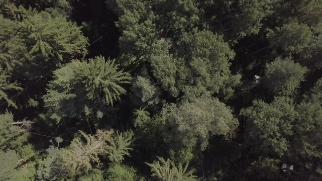 Drone Accrobranche