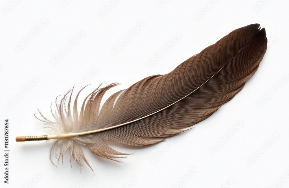 Poster Close-up view of bird feather on white background. Feather displays intricate details of color variations, texture. Natural beauty of feather highlighted. Image suitable for nature lovers, wildlife