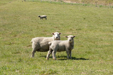 Fototapeta premium Playful Little Lambs Joyfully Frolicking in the Lush Green Pasture on a Beautiful Sunny Day