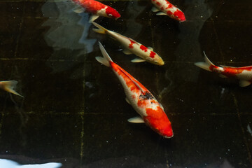 Koi fish close up view, colorful with dark background
