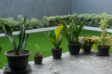 Beautiful backyard green garden with various tropical houseplant and green grass