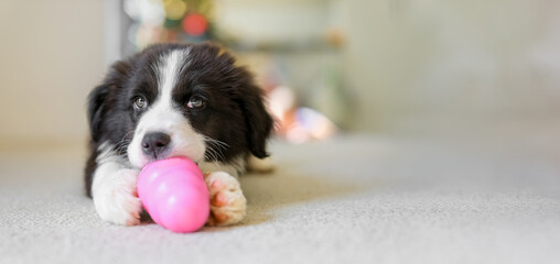 Cute little Border Collie male puppy on the carpet floor playing with pink rubber toy.