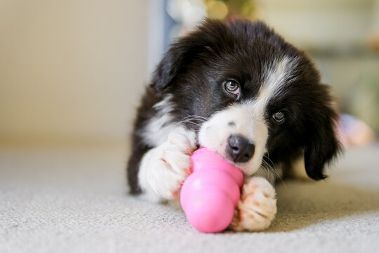 Cute little Border Collie male puppy on the carpet floor playing with pink rubber toy.