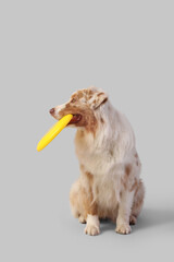 Cute Australian Shepherd dog with yellow frisbee on light background