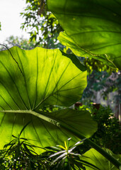 The meridians of plant leaves are clearly visible in the sunlight