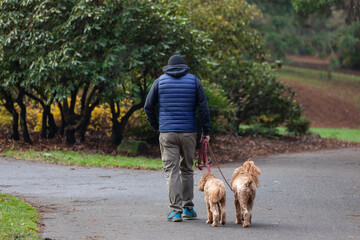 A man in a navy puffer vest and khaki pants walks two curly-haired dogs on a leash along a serene...