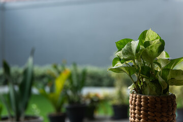 Manjula photos house plant in natural tree plant close up view