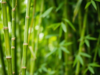 Obraz premium Green bamboo stems with vibrant leaves in the foreground, framing a soft blurred background perfect for text space, green, blurred, space