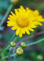 Blooming chamomile