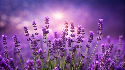 Fototapeta premium Lavender flowers in full bloom contrasting against a vibrant purple background, lavender, flowers, flora, bloom, botanical