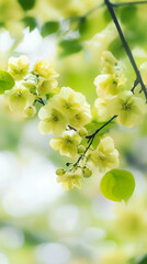 Fototapeta premium Delicate yellow flowers bloom amidst soft green foliage, creating a serene natural scene.