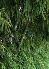bamboo forest