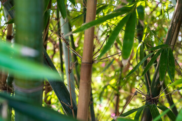 bamboo forest