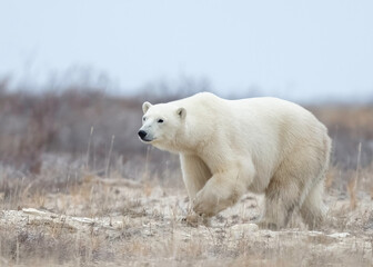 Polar Bear (Ursus maritimes) hunts in Churchill, Manitoba, Canada