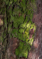 Cracked old bark