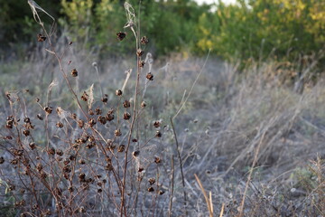 Sunflowers in Wichita Falls, TX near the Wichita River