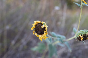 Dying Sunflower 