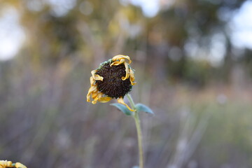 Dying Sunflower 