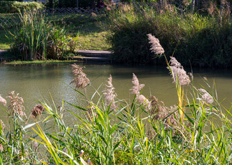 Park landscape