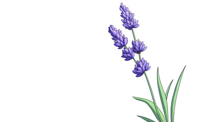 Obraz premium blue hyacinth isolated on white, transparent background, PNG files
