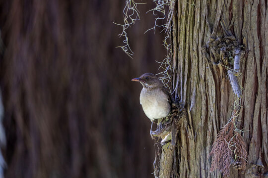  Zorzal chalchalero (Turdus amaurochalinus), en un pino. Buenos Aires, Argentina.