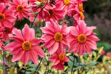 Obraz premium Beautiful red-pink dahlia flower blooming in the garden.