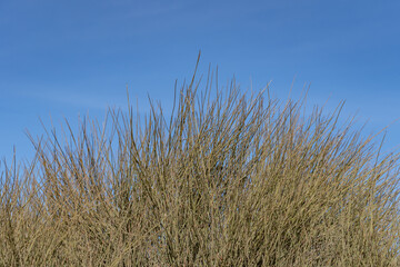 Ephedra trifurca, longleaf jointfir and Mexican tea. Mojave National Preserve  South Entrance Kelbaker Road, San Bernardino County, California. Mojave Desert / Basin and Range Province. 