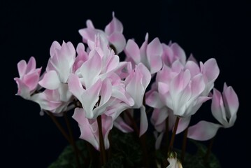 Fototapeta premium Cyclamen flowers. Primulaceae perennial bulbous plants native to the Mediterranean.
