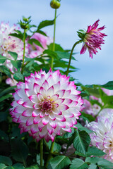 Obraz premium Dahlia flower with beautiful pink border. 